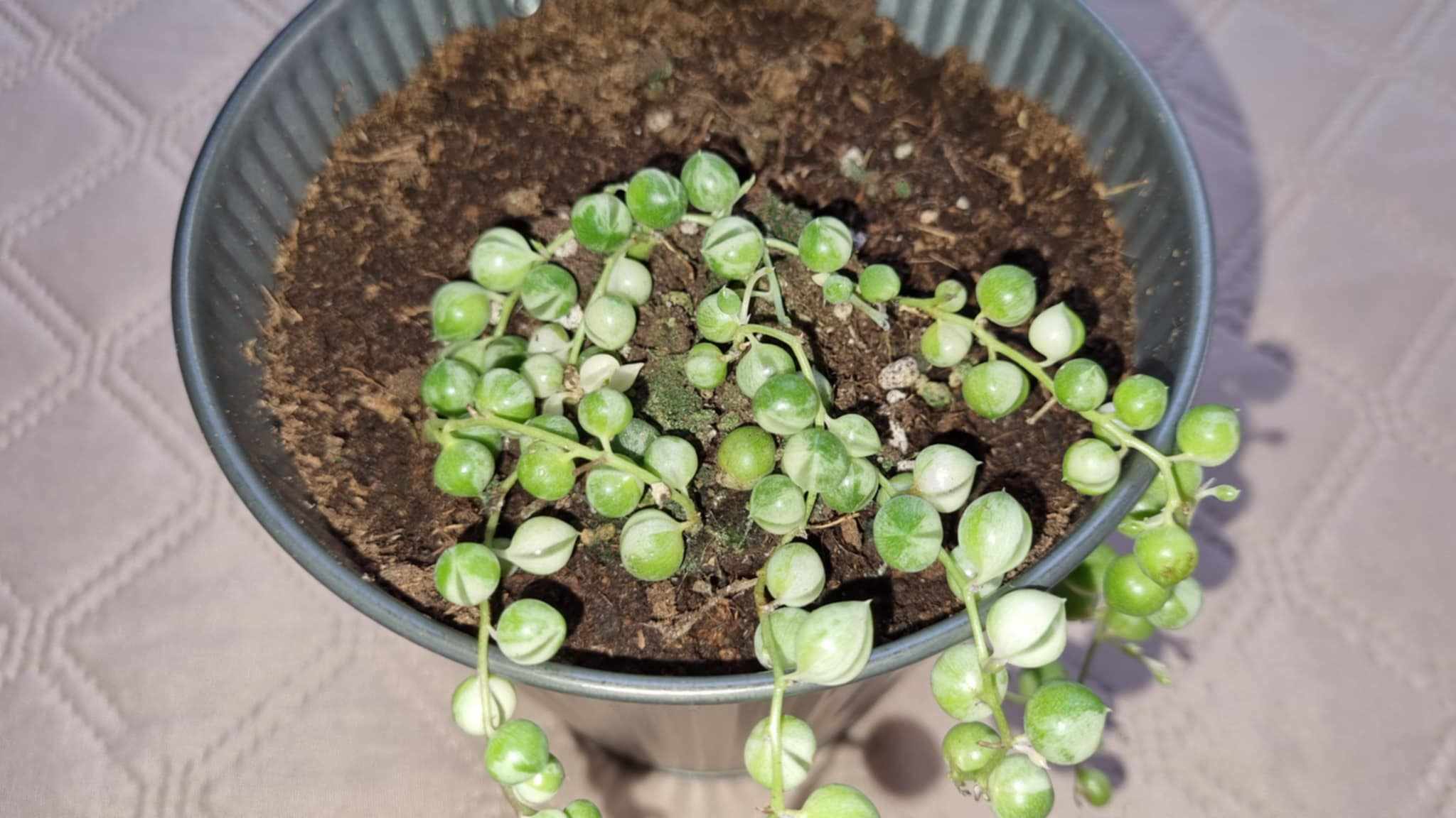 Senecio rowleyanus Variegata Image 2